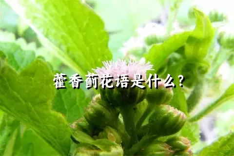 藿香蓟花语是什么？