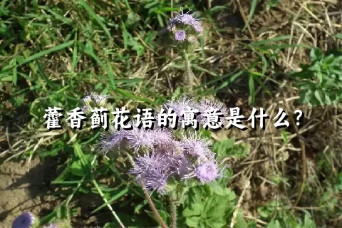 藿香蓟花语的寓意是什么？