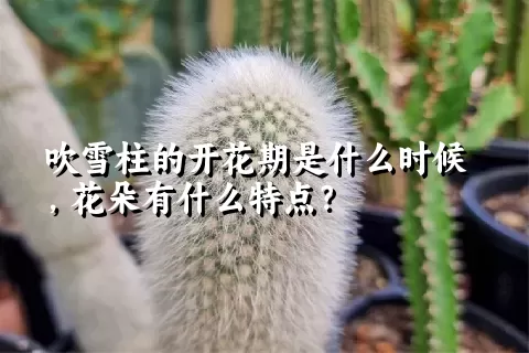 吹雪柱的开花期是什么时候，花朵有什么特点？