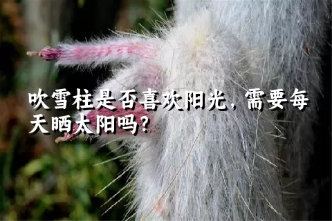 吹雪柱是否喜欢阳光，需要每天晒太阳吗？