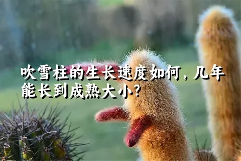 吹雪柱的生长速度如何，几年能长到成熟大小？