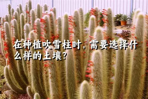 在种植吹雪柱时，需要选择什么样的土壤？