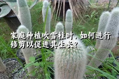 家庭种植吹雪柱时，如何进行修剪以促进其生长？