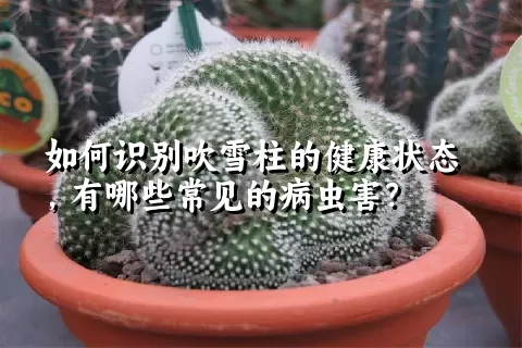 如何识别吹雪柱的健康状态，有哪些常见的病虫害？