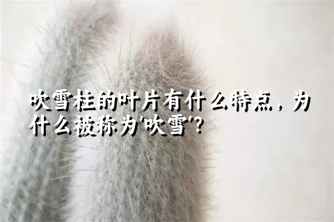 吹雪柱的叶片有什么特点，为什么被称为'吹雪'？