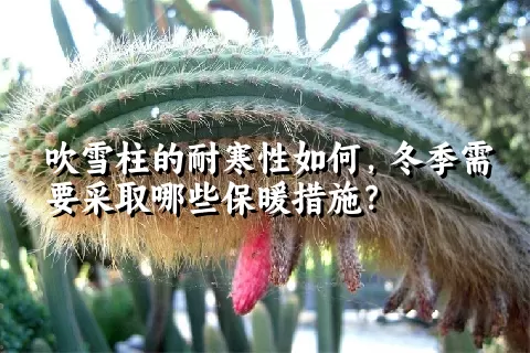 吹雪柱的耐寒性如何，冬季需要采取哪些保暖措施？