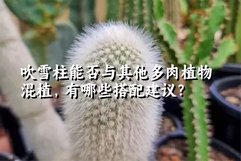 吹雪柱能否与其他多肉植物混植，有哪些搭配建议？