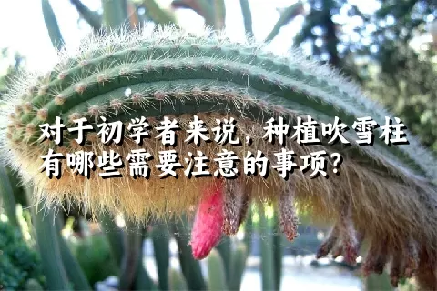 对于初学者来说，种植吹雪柱有哪些需要注意的事项？