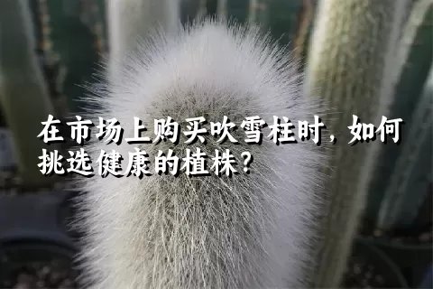 在市场上购买吹雪柱时，如何挑选健康的植株？