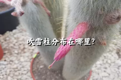 吹雪柱分布在哪里?