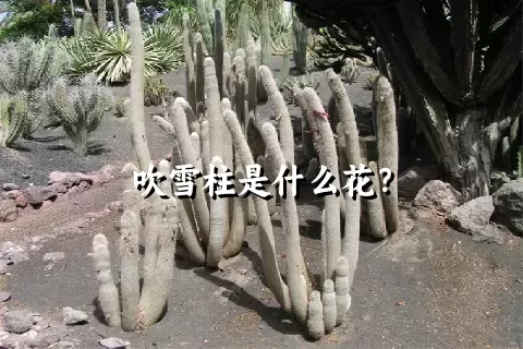 吹雪柱是什么花？