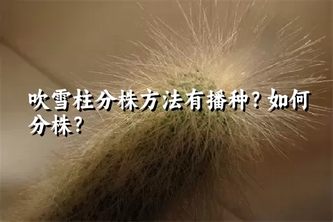 吹雪柱分株方法有播种？如何分株？