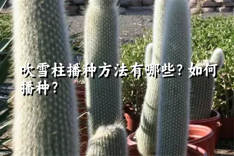 吹雪柱播种方法有哪些？如何播种？