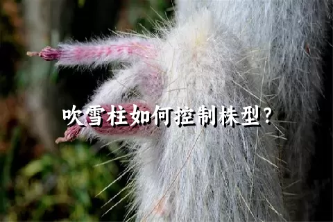 吹雪柱如何控制株型？