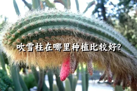 吹雪柱在哪里种植比较好？