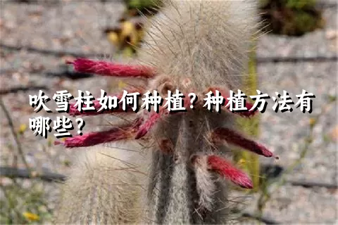 吹雪柱如何种植？种植方法有哪些？