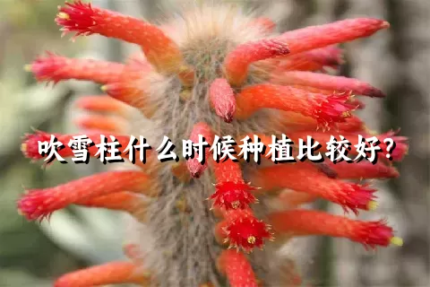 吹雪柱什么时候种植比较好？