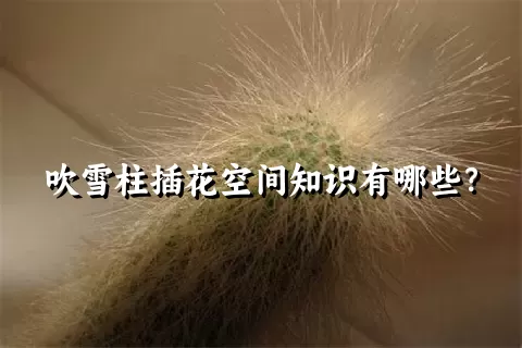 吹雪柱插花空间知识有哪些？