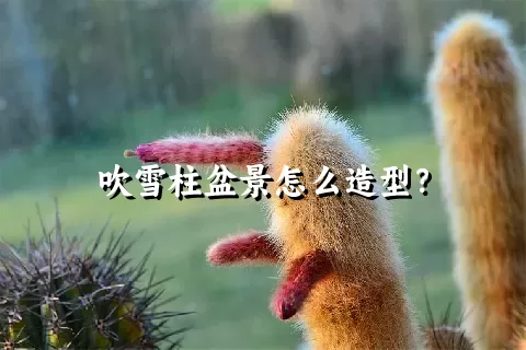 吹雪柱盆景怎么造型？