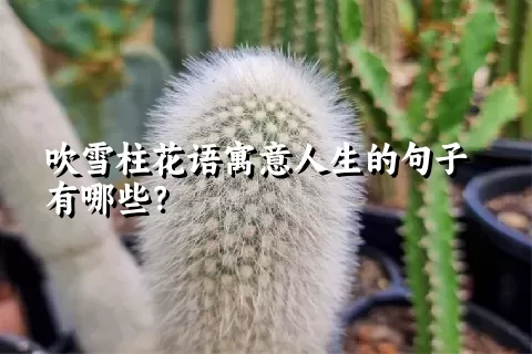 吹雪柱花语寓意人生的句子有哪些？