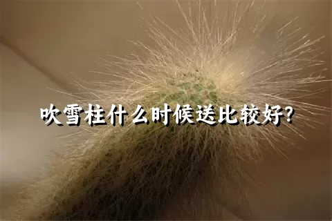 吹雪柱什么时候送比较好？