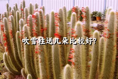 吹雪柱送几朵比较好？