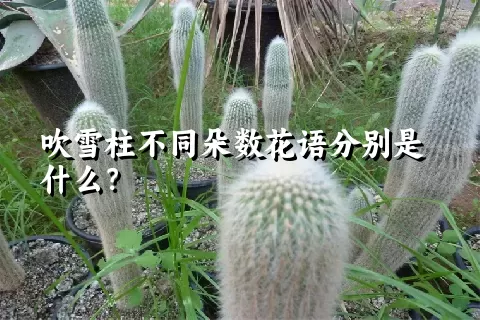 吹雪柱不同朵数花语分别是什么？