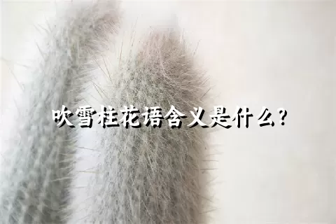 吹雪柱花语含义是什么？