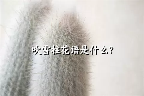 吹雪柱花语是什么？