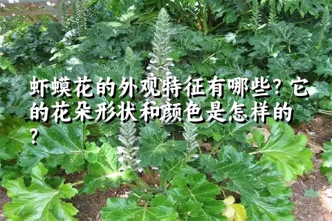 虾蟆花的外观特征有哪些？它的花朵形状和颜色是怎样的？