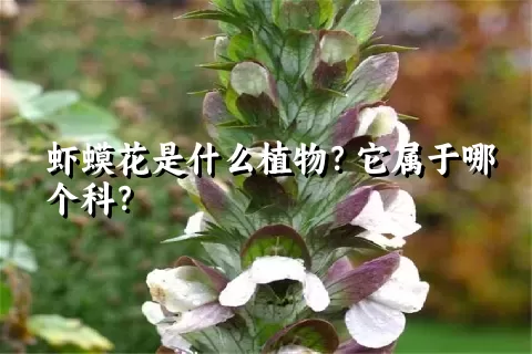 虾蟆花是什么植物？它属于哪个科？