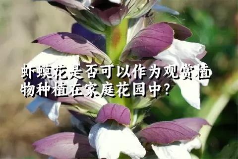 虾蟆花是否可以作为观赏植物种植在家庭花园中？