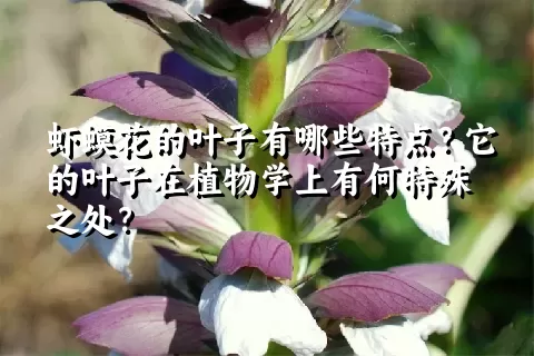 虾蟆花的叶子有哪些特点？它的叶子在植物学上有何特殊之处？