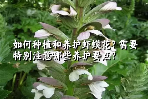 如何种植和养护虾蟆花？需要特别注意哪些养护要点？