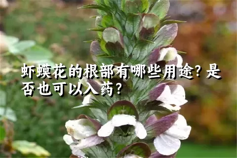 虾蟆花的根部有哪些用途？是否也可以入药？