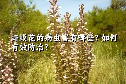 虾蟆花的病虫害有哪些？如何有效防治？