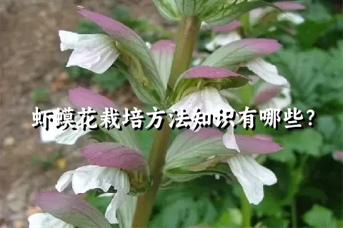 虾蟆花栽培方法知识有哪些？