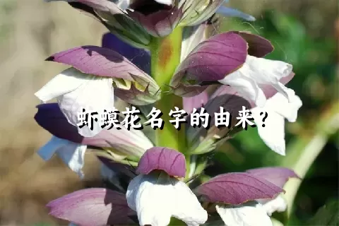 虾蟆花名字的由来？