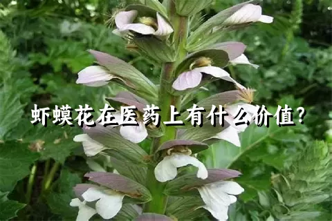 虾蟆花在医药上有什么价值？