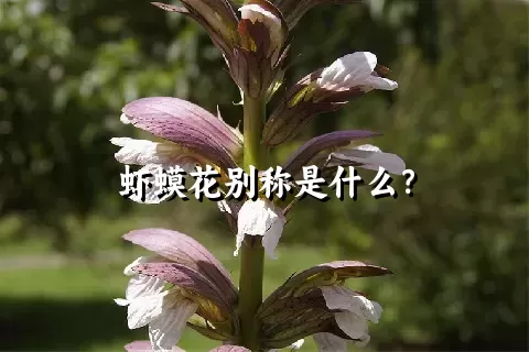 虾蟆花别称是什么？