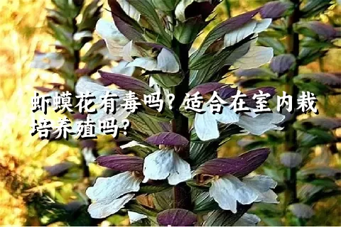 虾蟆花有毒吗？适合在室内栽培养殖吗？