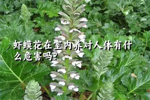 虾蟆花在室内养对人体有什么危害吗？