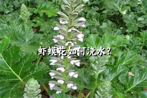 虾蟆花如何浇水？