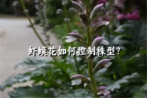 虾蟆花如何控制株型？