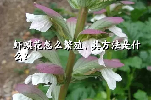 虾蟆花怎么繁殖，其方法是什么？