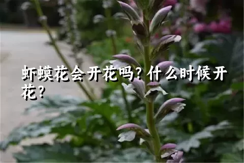 虾蟆花会开花吗？什么时候开花？