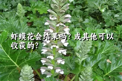 虾蟆花会结果吗？或其他可以收获的？