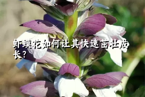 虾蟆花如何让其快速茁壮成长？