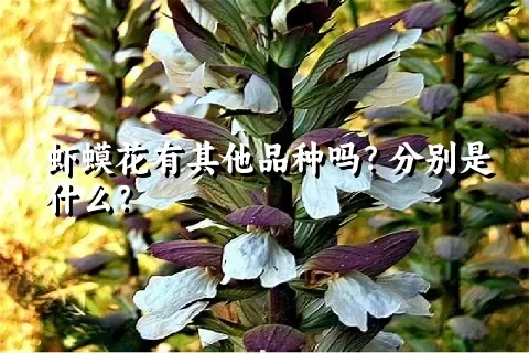 虾蟆花有其他品种吗？分别是什么？