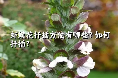 虾蟆花扦插方法有哪些？如何扦插？